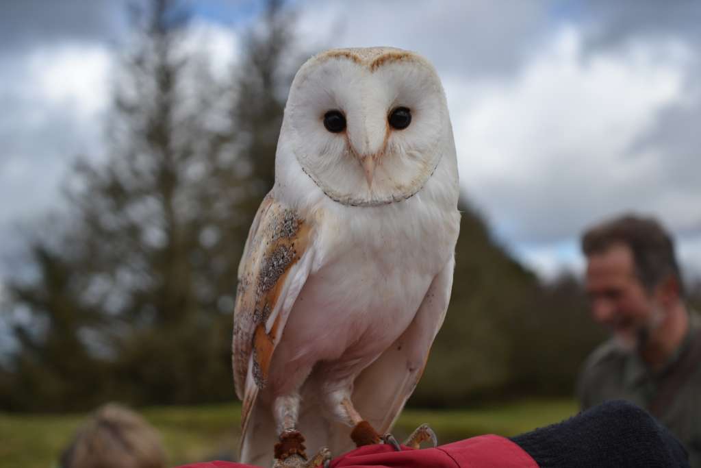 Irish Barn Owl which is endangered 