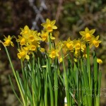 Spring Dwarf Daffodils-michaelmaye.com