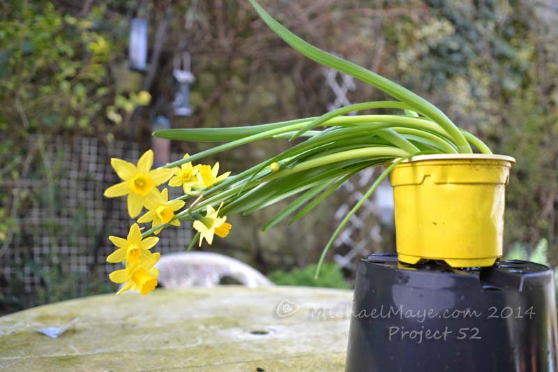 Dwarf Daffodils growing sideways. michaelmaye.com