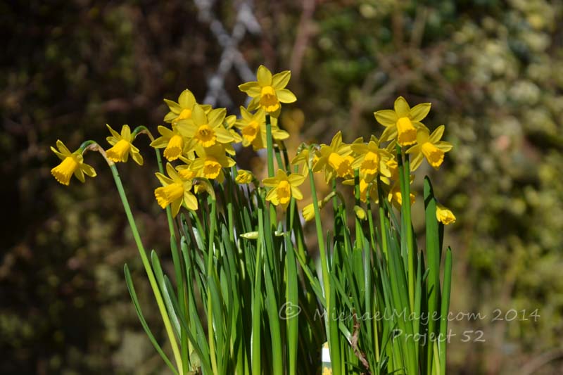 Spring Has Sprung – Project 52 #10