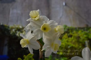 five headed daffodil