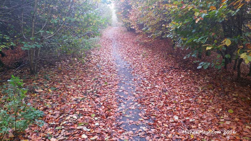 autumn colour 2016 in Swinford Co Mayo