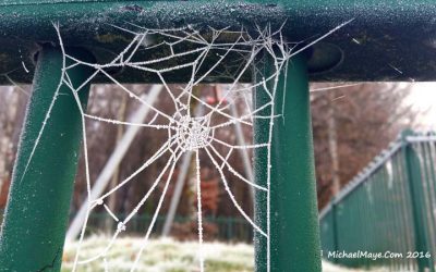 Winter Frosts 2016