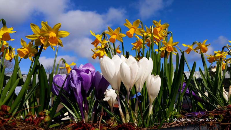 Spring colour in Swinford