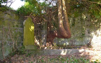 Old Protestant Graveyard In Swinford – Project 52 #5