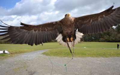 Eagles Flying