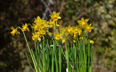 Spring Has Sprung – Project 52 #10